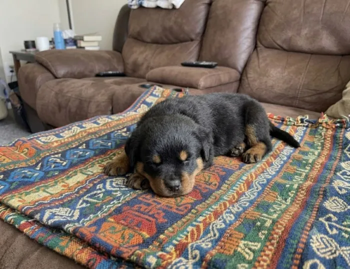 Cachorro raça Rottweiler idade Abaixo de 2 meses nome São filhotes