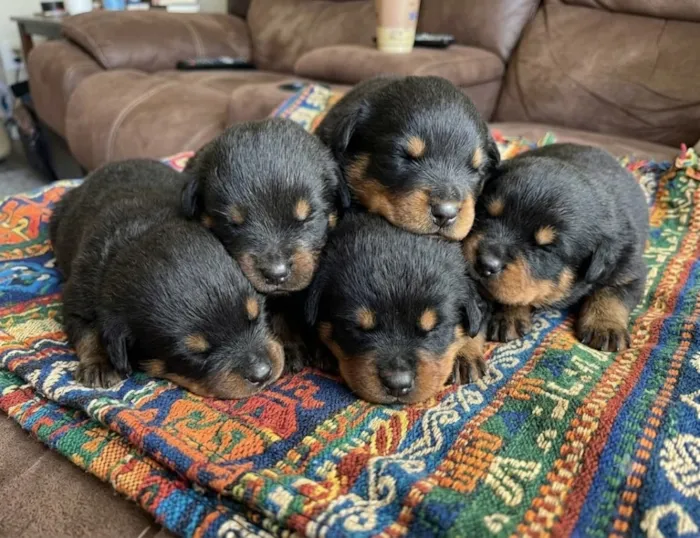 Cachorro raça Rottweiler idade Abaixo de 2 meses nome São filhotes