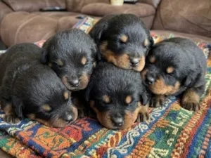 Cachorro raça Rottweiler idade Abaixo de 2 meses nome São filhotes
