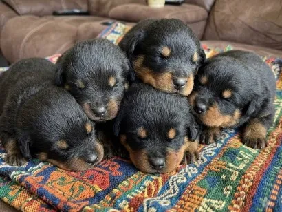 Cachorro raça Rottweiler idade Abaixo de 2 meses nome São filhotes
