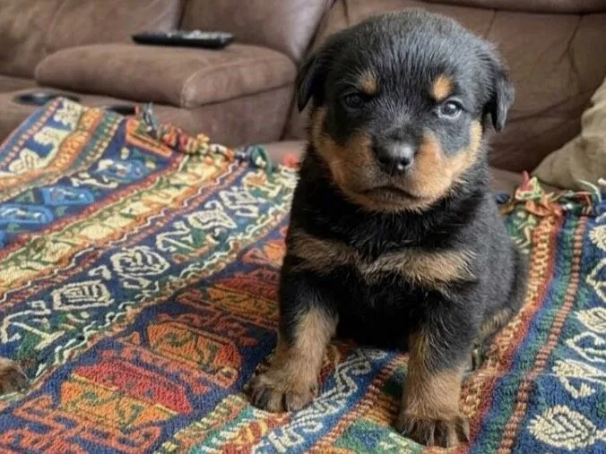 Cachorro raça Rottweiler idade Abaixo de 2 meses nome São filhotes