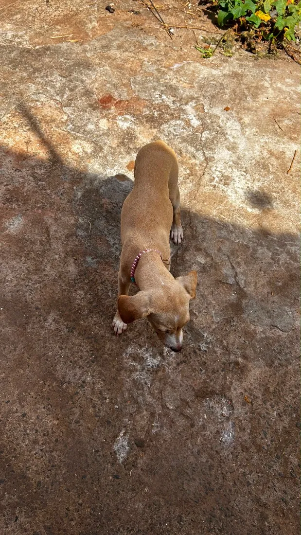 Cachorro raça SRD-ViraLata idade 2 a 6 meses nome Lara