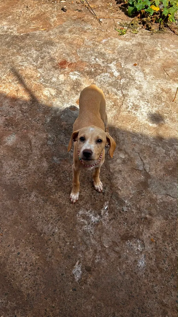 Cachorro raça SRD-ViraLata idade 2 a 6 meses nome Lara
