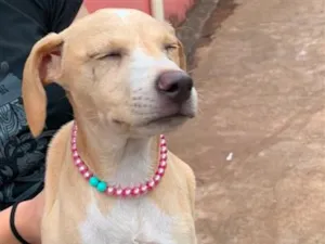 Cachorro raça SRD-ViraLata idade 2 a 6 meses nome Lara