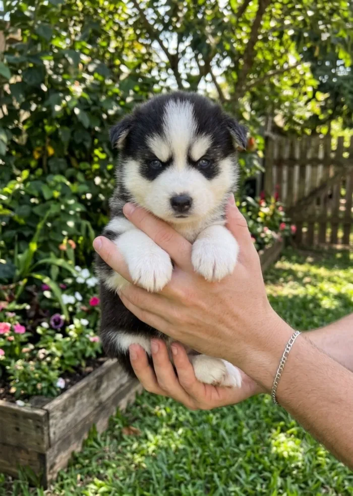 Cachorro raça SRD-ViraLata idade 2 a 6 meses nome Filhotes