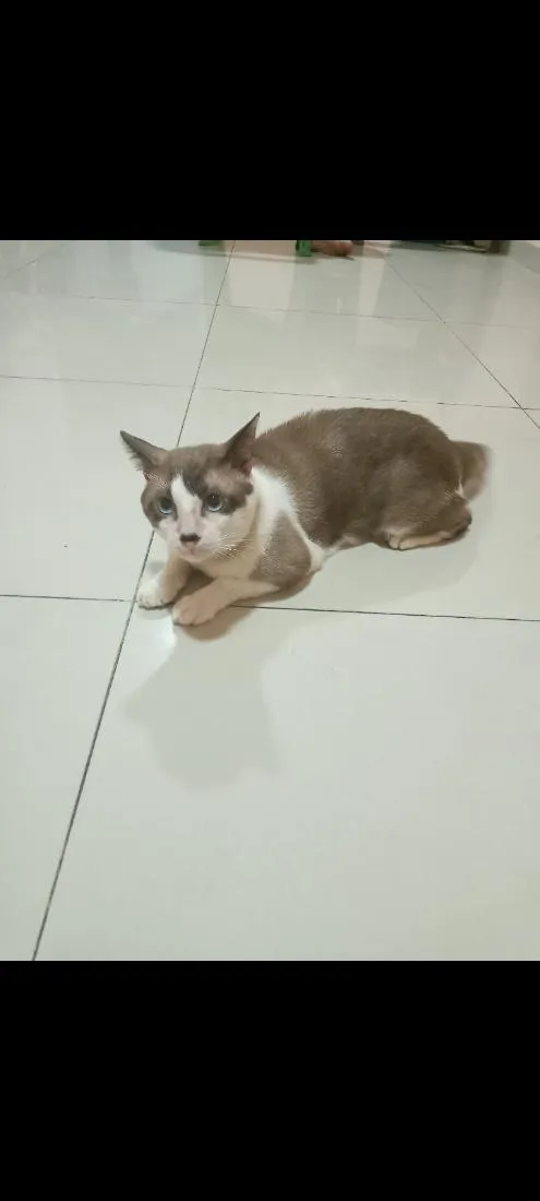 Gato raça SRD-ViraLata idade 2 anos nome Esmeraldo