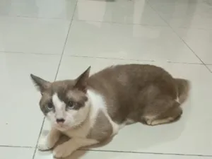 Gato raça SRD-ViraLata idade 2 anos nome Esmeraldo