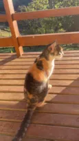 Miumiu