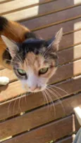 Miumiu