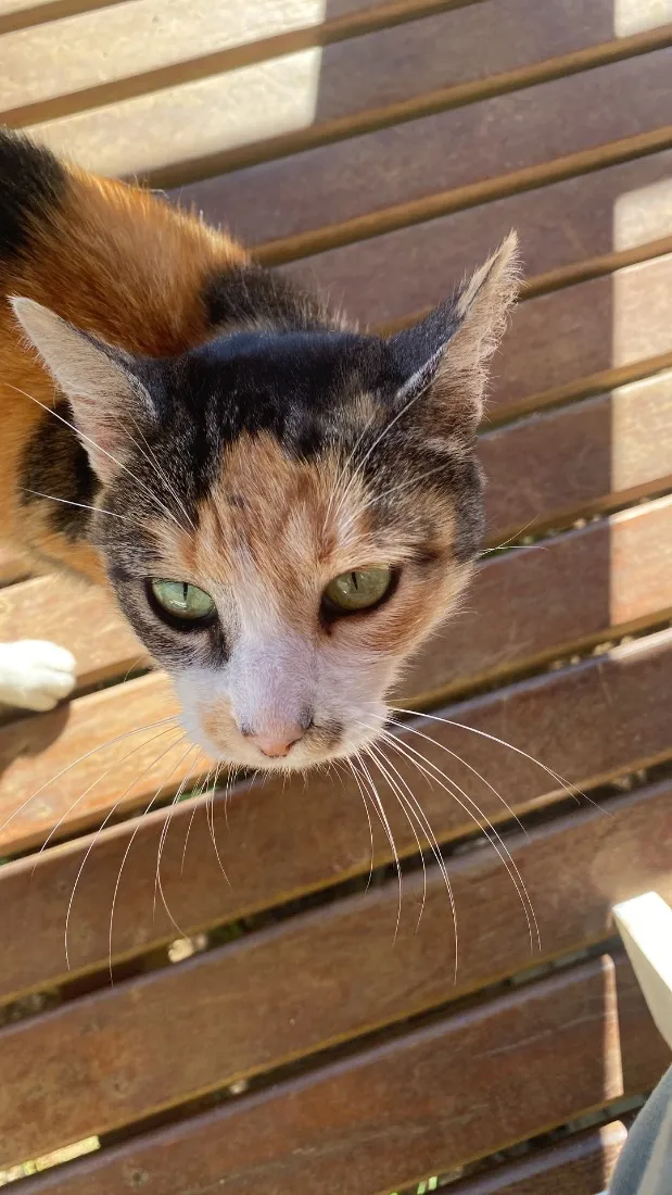 Gato raça SRD-ViraLata idade 3 anos nome Miumiu