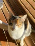 Miumiu