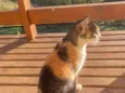 Miumiu