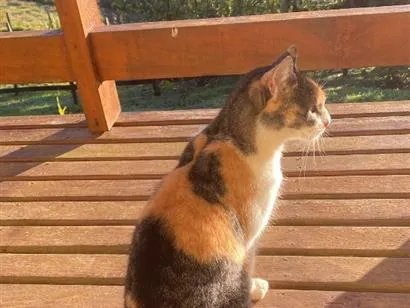 Gato raça SRD-ViraLata idade 3 anos nome Miumiu