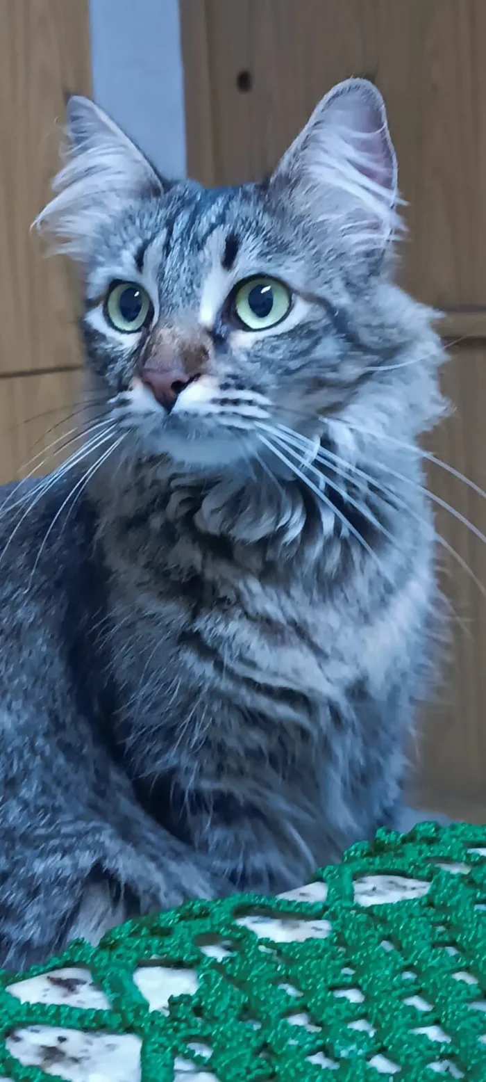Gato raça SRD-ViraLata idade 4 anos nome Shelby