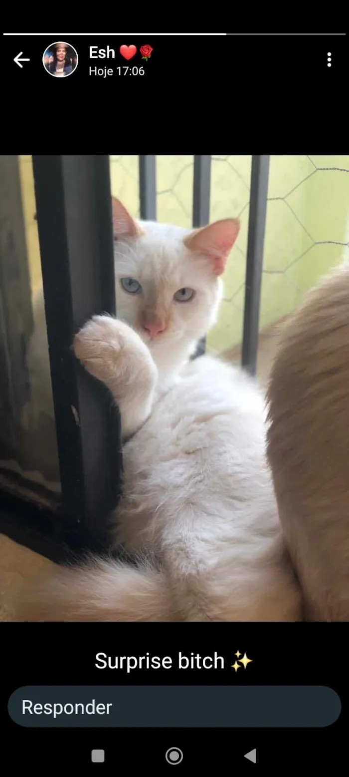 Gato raça SRD-ViraLata idade 3 anos nome Lucas