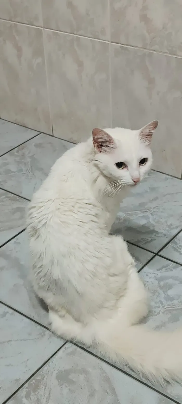 Gato raça SRD-ViraLata idade 4 anos nome Jade