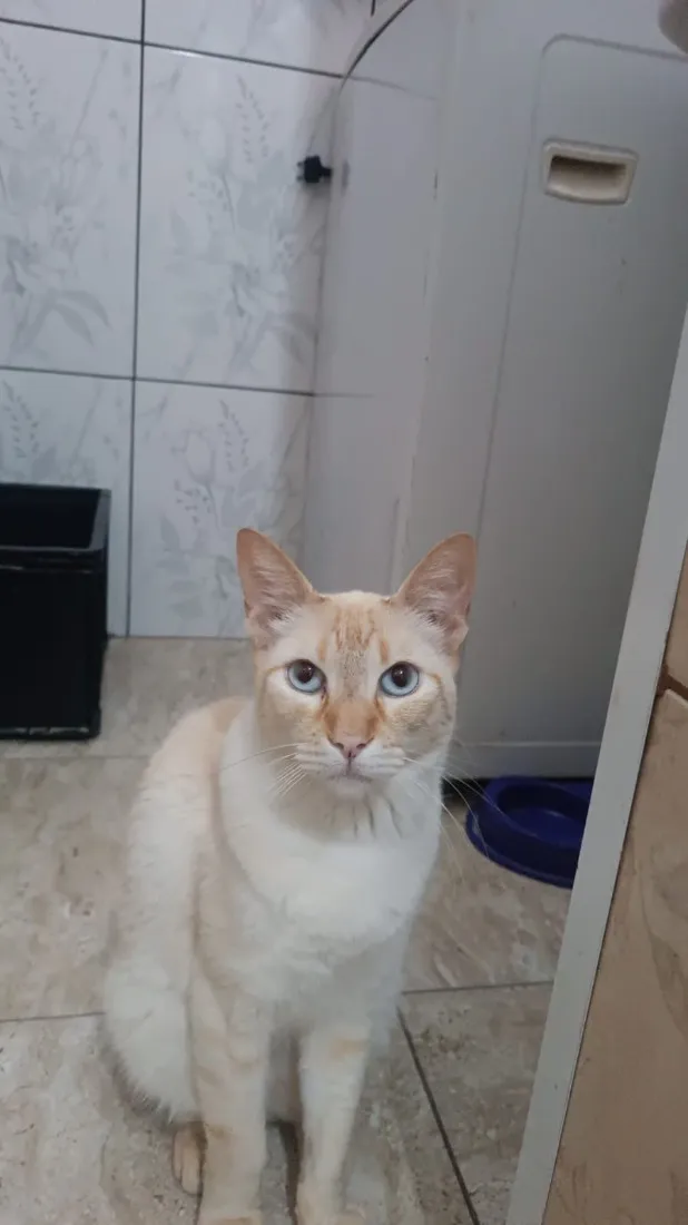 Gato raça SRD-ViraLata idade 5 anos nome Douglas