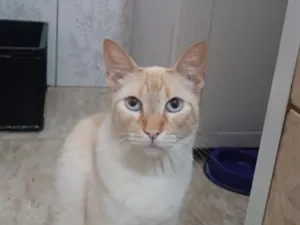 Gato raça SRD-ViraLata idade 5 anos nome Douglas