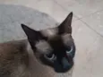 Babi