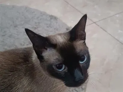 Gato raça Siamês idade 4 anos nome Babi