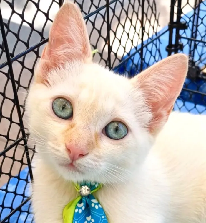 Gato raça SRD-ViraLata idade 2 a 6 meses nome Snow 