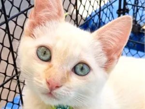 Gato raça SRD-ViraLata idade 2 a 6 meses nome Snow 