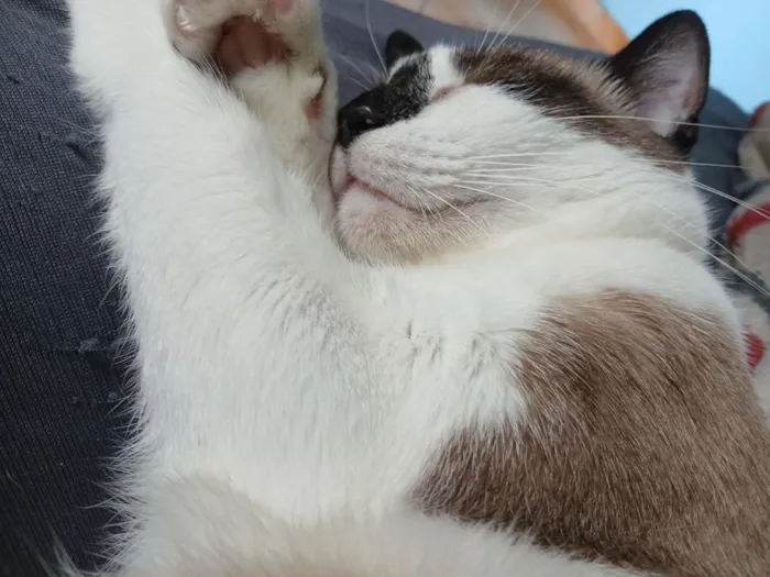 Gato raça SRD-ViraLata idade 7 a 11 meses nome Açaí