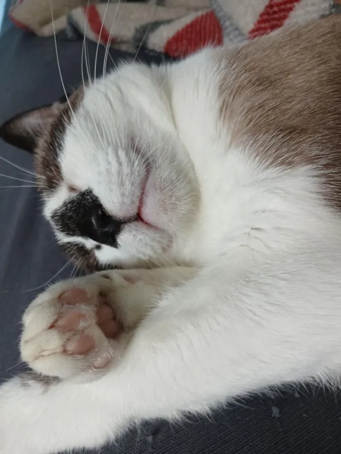 Gato raça SRD-ViraLata idade 7 a 11 meses nome Açaí