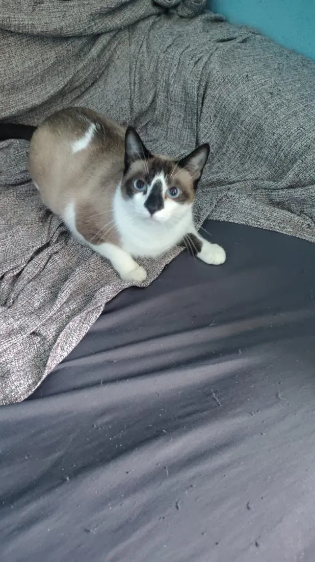 Gato raça SRD-ViraLata idade 7 a 11 meses nome Açaí
