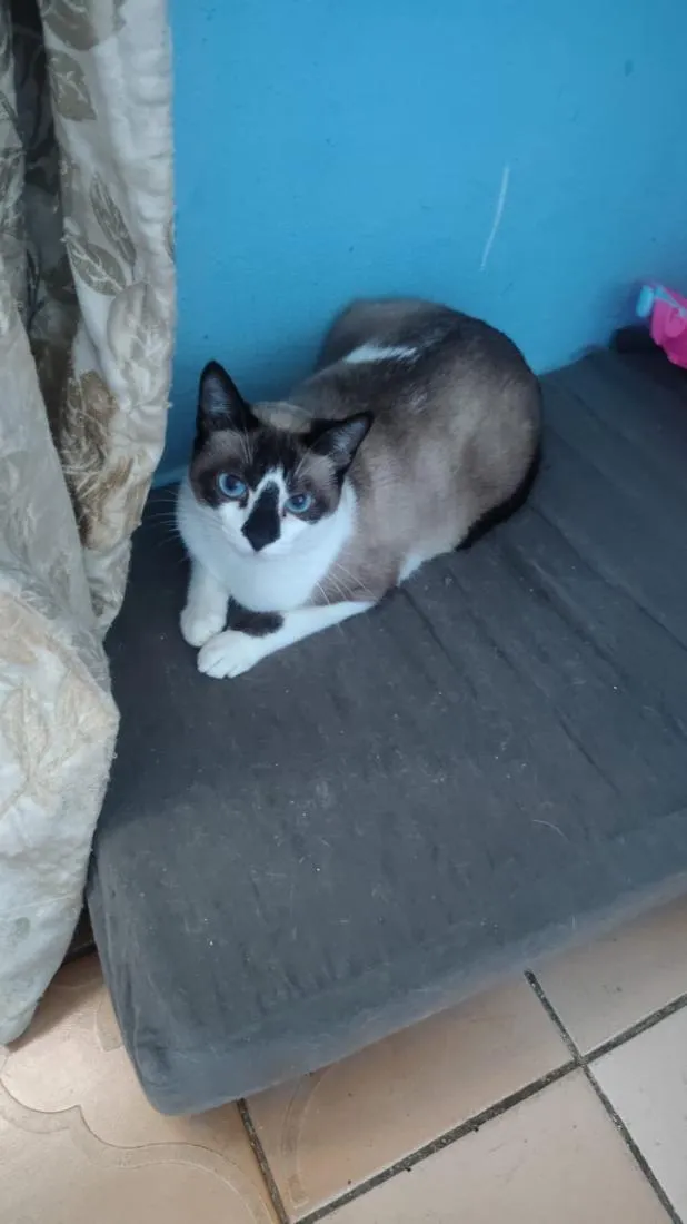 Gato raça SRD-ViraLata idade 7 a 11 meses nome Açaí