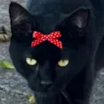 Cacau 