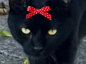 Gato raça Angorá idade 7 a 11 meses nome Cacau 