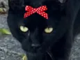 Cacau