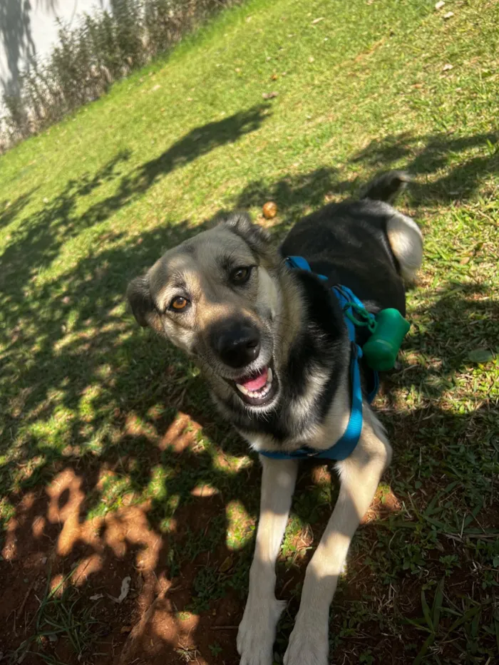 Cachorro raça SRD-ViraLata idade 4 anos nome Lua