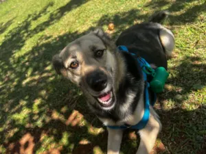 Cachorro raça SRD-ViraLata idade 4 anos nome Lua