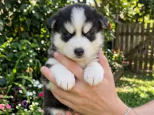 Cachorro raça SRD-ViraLata idade 2 a 6 meses nome Filhotes