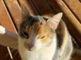 Miumiu