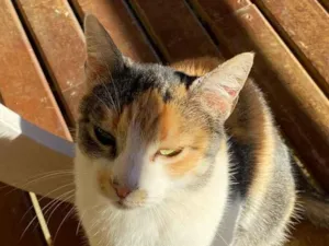 Gato raça SRD-ViraLata idade 3 anos nome Miumiu
