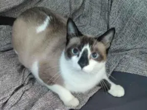 Gato raça SRD-ViraLata idade 7 a 11 meses nome Açaí