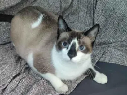 Gato raça SRD-ViraLata idade 7 a 11 meses nome Açaí