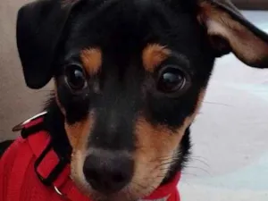 Cachorro raça SRD-ViraLata idade 2 a 6 meses nome SOPHIA KHALED