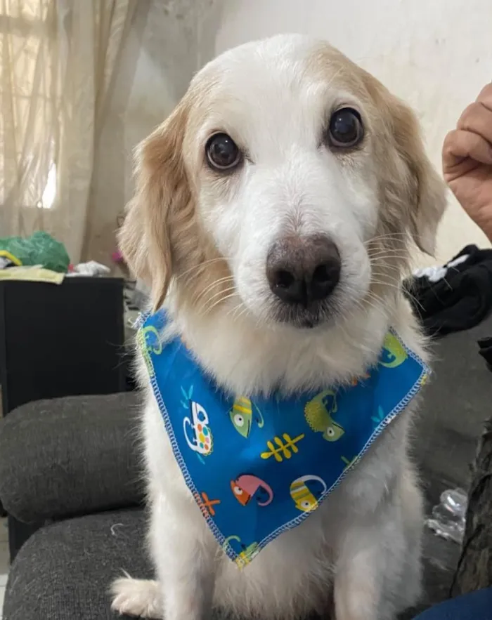 Cachorro raça SRD-ViraLata idade 6 ou mais anos nome CADU