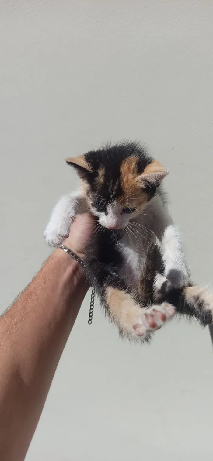 Gato raça Angorá idade Abaixo de 2 meses nome gatos para doação filhotes