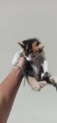 gatos para doação filhotes