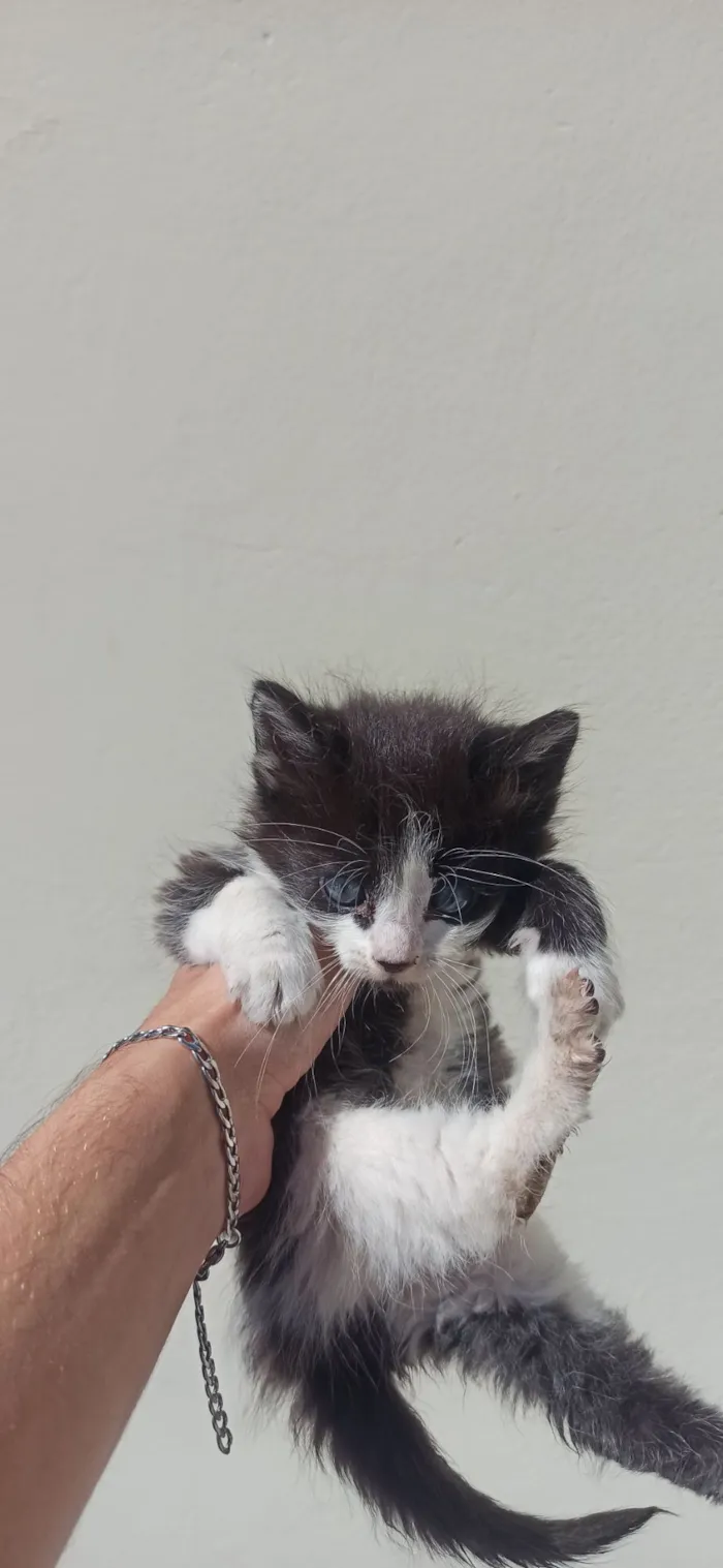 Gato raça Angorá idade Abaixo de 2 meses nome gatos para doação filhotes