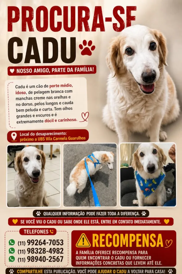 Cachorro raça SRD-ViraLata idade 6 ou mais anos nome CADU