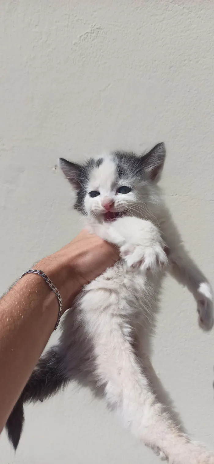 Gato raça Angorá idade Abaixo de 2 meses nome gatos para doação filhotes