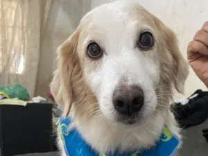 Cachorro raça SRD-ViraLata idade 6 ou mais anos nome CADU