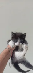 Gatos para doação