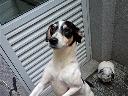 Cachorro raça SRD-ViraLata idade 4 anos nome Biel 
